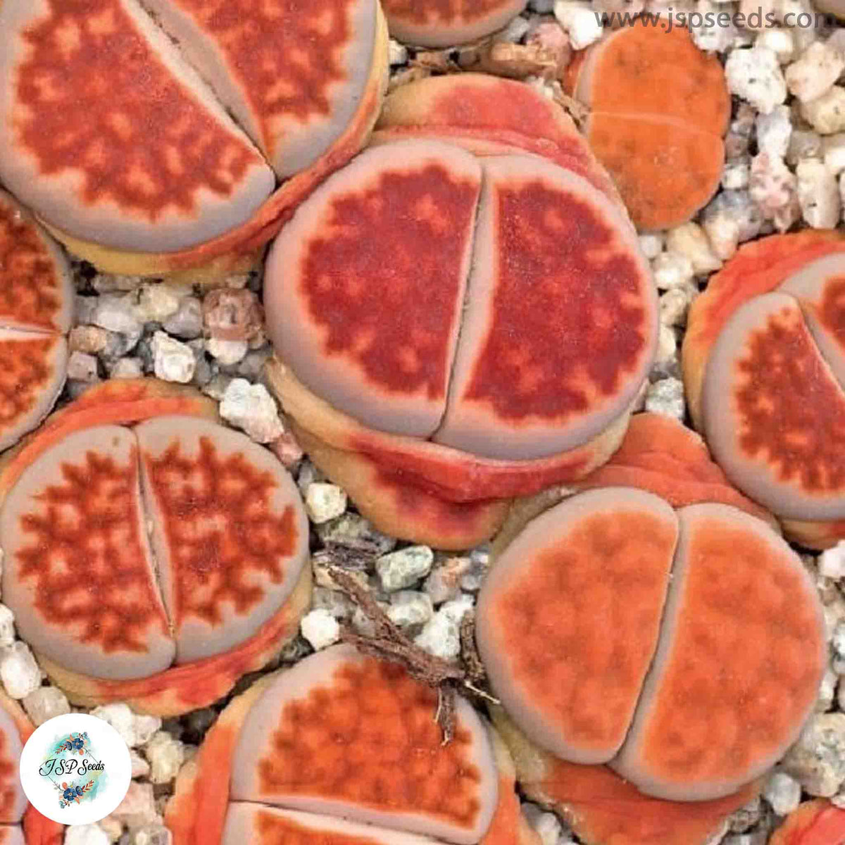 Lithops karasmontana lateritia / 40 seeds (Living Stones)