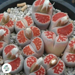 Lithops karasmontana ‘Top Red’ / 40 seeds (Living Stones) Lithops karasmontana ‘Top Red’ / 40 seeds (Living Stones)