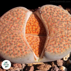 Lithops fulviceps C170 / 40 seeds Lithops fulviceps C170 / 40 seeds