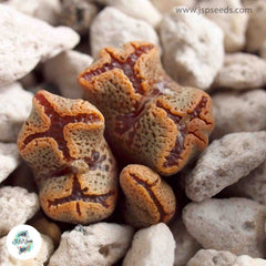 Conophytum pellucidum v terricolor / 40 seeds Conophytum pellucidum v terricolor / 40 seeds