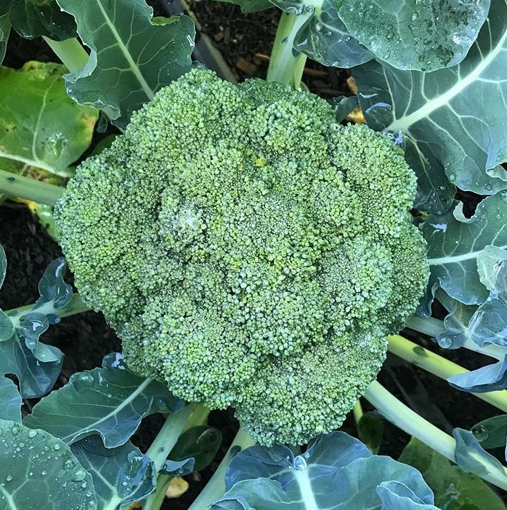 100 Belstar F1 Broccoli Vegetable Seeds