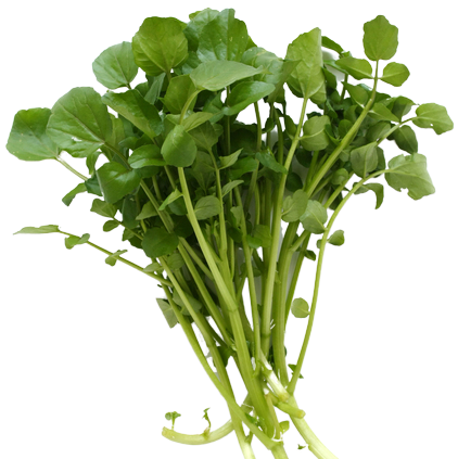 Bunch of green leafy vegetables on a white background