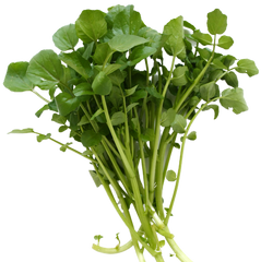 Bunch of green leafy vegetables on a white background