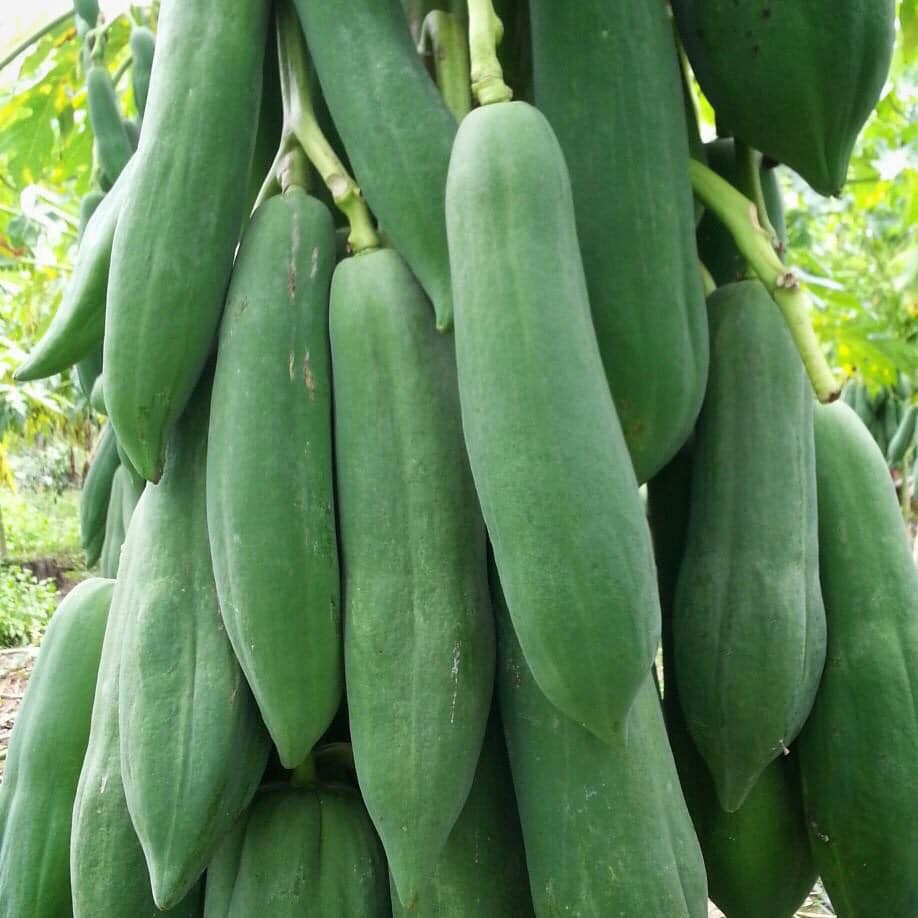 50 Thai Khaek Dam Damnoen Papaya Fruit Seeds