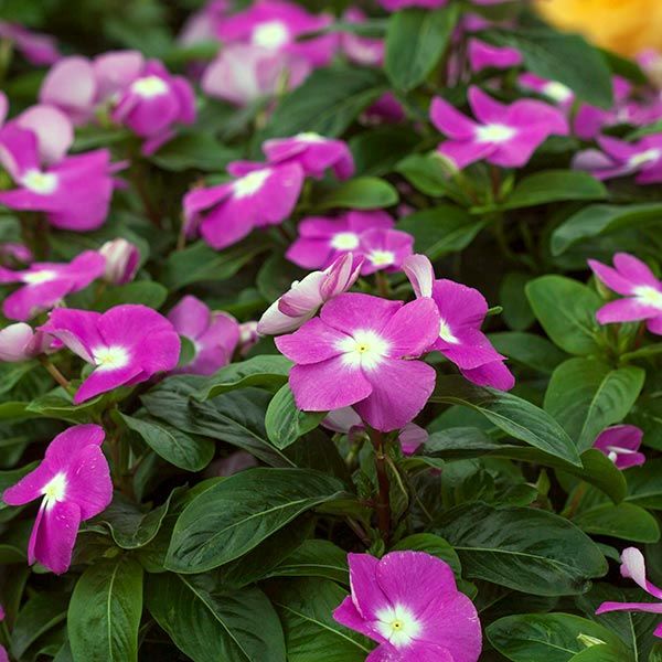 100 Orchid Halo Vinca Flower Seeds Madagascar Periwinkle