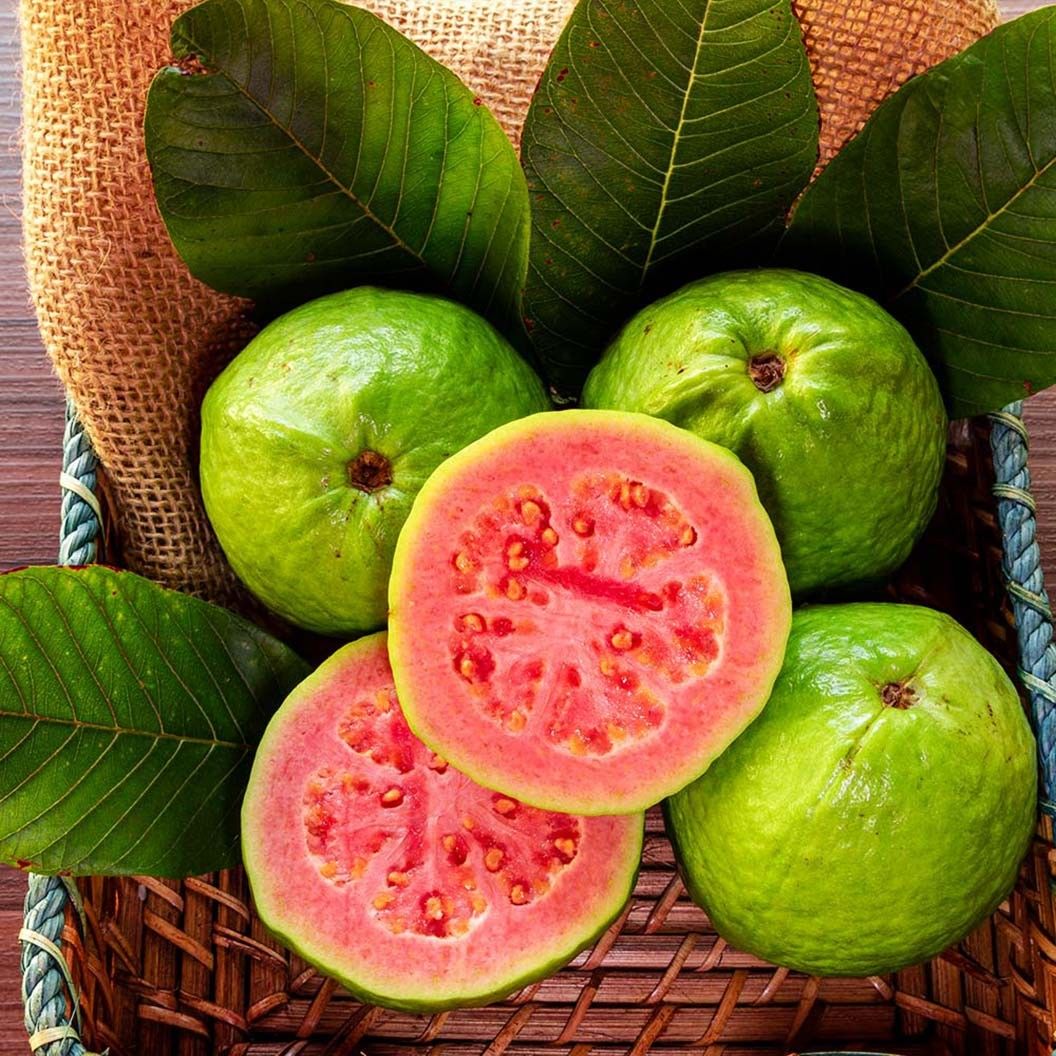 40 Kimju Guava Apple Psidium Guajava Seeds