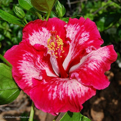 100 Ecstasy Hibiscus Hardy Flower Perennials Seeds