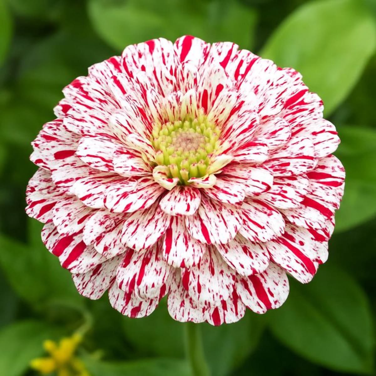 300 Red Peppermint Stick Zinnia Flower Seeds