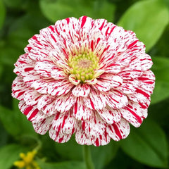 300 Red Peppermint Stick Zinnia Flower Seeds