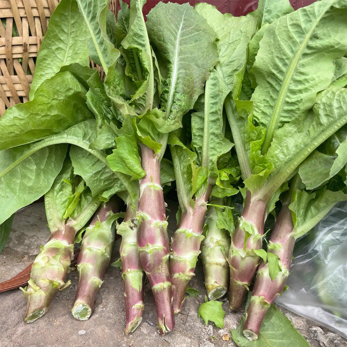 500 Red Stem Celtuce Wosun Seeds Asian Vegetable Chinese Celery Lettuce Asparagus