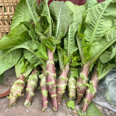 500 Red Stem Celtuce Wosun Seeds Asian Vegetable Chinese Celery Lettuce Asparagus