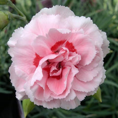 350 Pink Doris Carnation Flower Dianthus Caryophyllus Seeds