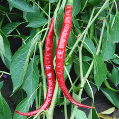 200 Joe's Long Red Chilli Peppers Vegetable Seeds