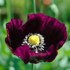 2000 After Midnight Poppy Flower Seeds