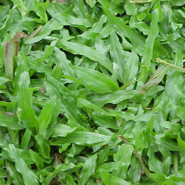 5000 Malaysia Grass Tropical Carpet Grass Seeds