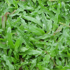 5000 Malaysia Grass Tropical Carpet Grass Seeds