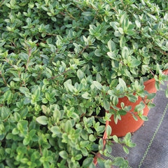 100 Greek Oregano Herb Seeds
