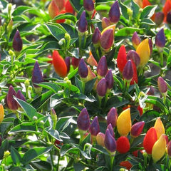 100 Ornamental Rainbow Chilli Pepper Vegetable Heirloom NON-GMO Seeds