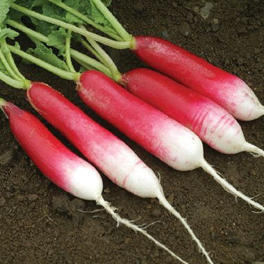 200 French Breakfast Radish Vegetable Non-Gmo Seeds