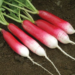 200 French Breakfast Radish Vegetable Non-Gmo Seeds