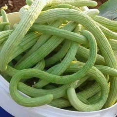 50 Snake Cucumber Vegetable Seeds