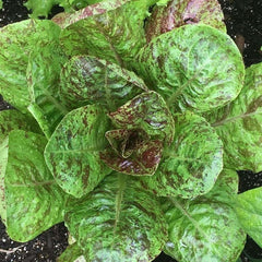 200 Freckles Lettuce Salad Seeds