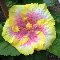 100 Frosted Flake Hibiscus Hardy Flower Perennials Seeds