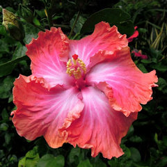 100 Red Pepper Fairy Hibiscus Hardy Flower Perennials Seeds