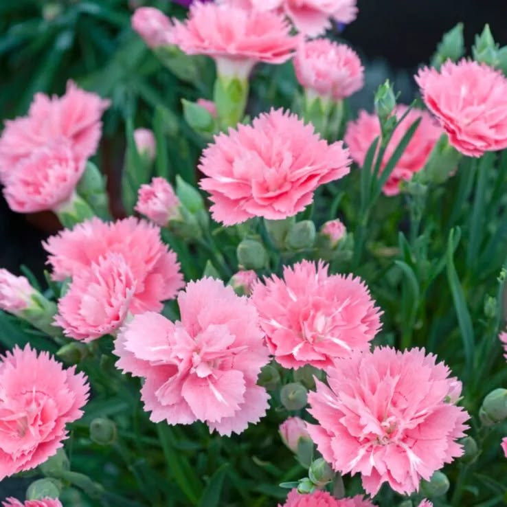 350 Soft Cream Carnation Flower Dianthus Caryophyllus Seeds