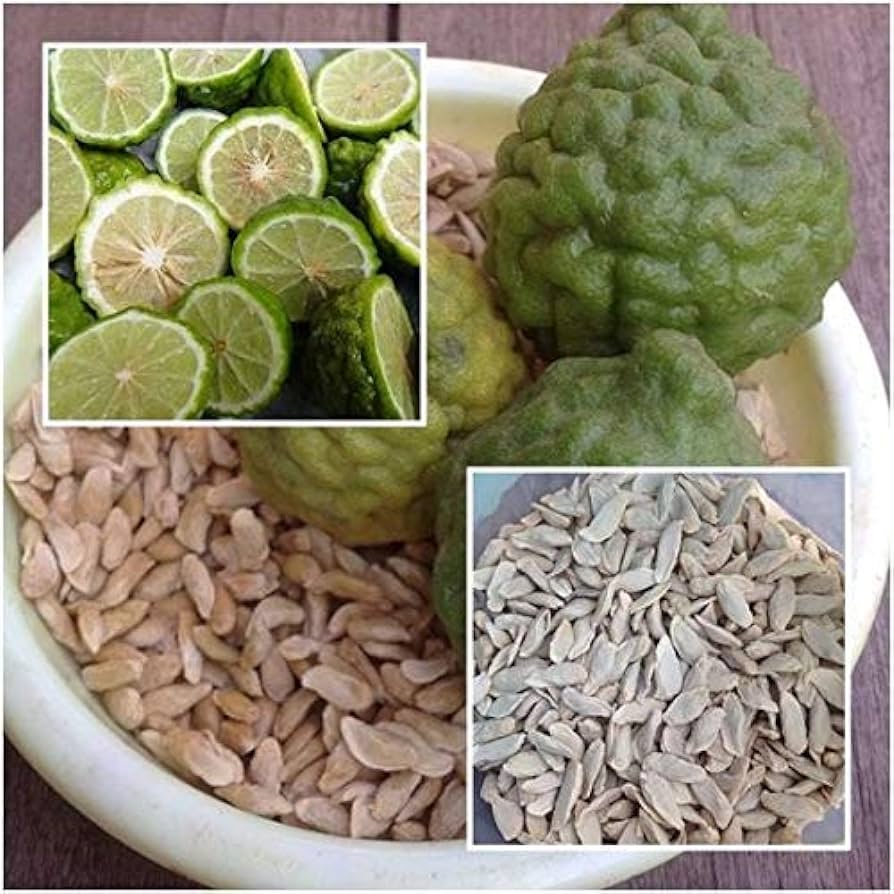 30 Citrus hystrix Thai kaffir Lime Makrut Lime Seeds