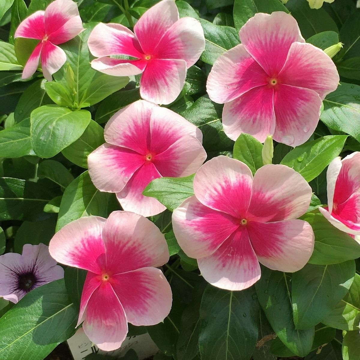 100 Strawberry Vinca Flower Seeds Madagascar Periwinkle