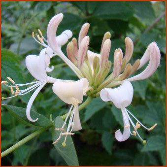 100 White Honeysuckle Seeds