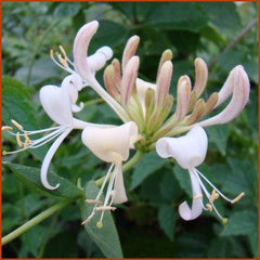 100 White Honeysuckle Seeds