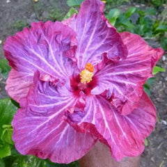 100 Moorea L'univers de Sonny Hibiscus Hardy Flower Perennials Seeds