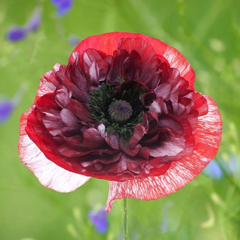 2000 Pandora Poppy Flower Seeds