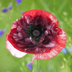 2000 Pandora Poppy Flower Seeds