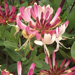 100 Pink Honeysuckle Seeds
