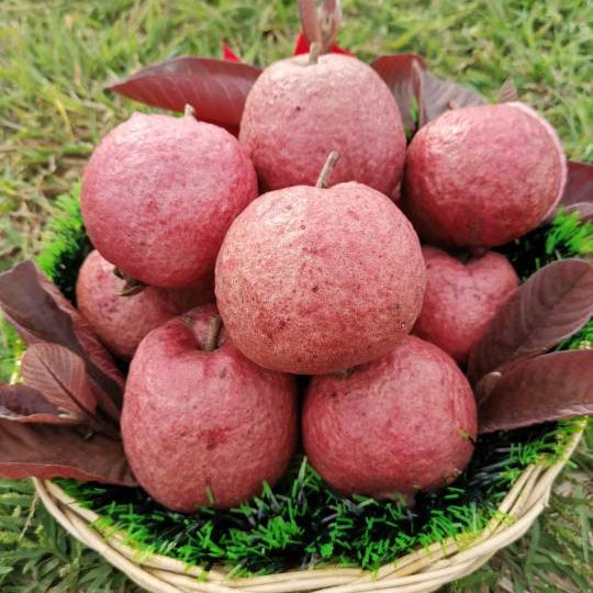 40 Dang Ayothaya Guava Apple Psidium Guajava Seeds