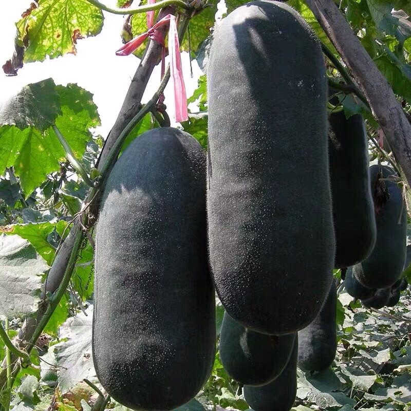 30 Black Chinese Winter Melon Vegetable Seeds