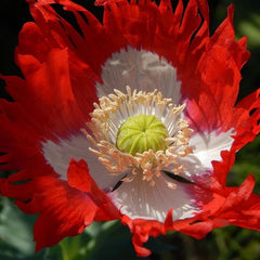 2000 Danish Flag Poppy Flower Seeds