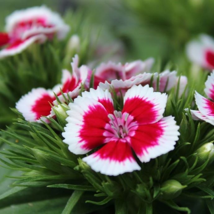 350 Red Lips Dianthus Chinensis Seeds Butterfly Flowers Caryophyllaceae