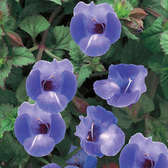300 Summer Wave Blue Torenia Wishbone Flower Seeds