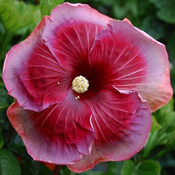 100 Joan of Arc Hibiscus Hardy Flower Perennials Seeds