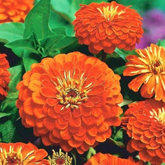 300 Orange King Zinnia California Giant Flower Seeds Big Blooms