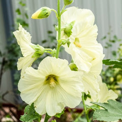 100 Cream Hollyhocks Alcea Rosea Flower Seeds