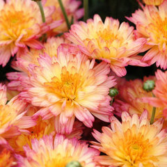 200 Flamingo Pineapple Pink Chrysanthemum Flowers Seeds
