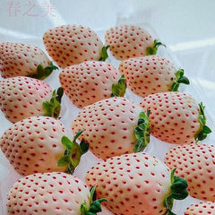 100 Yanli China Strawberry Fruit Seeds