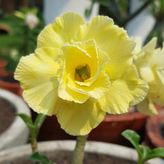 15 Thai Yellow Tamarang Adenium Obesum Double layer Desert Rose Seeds