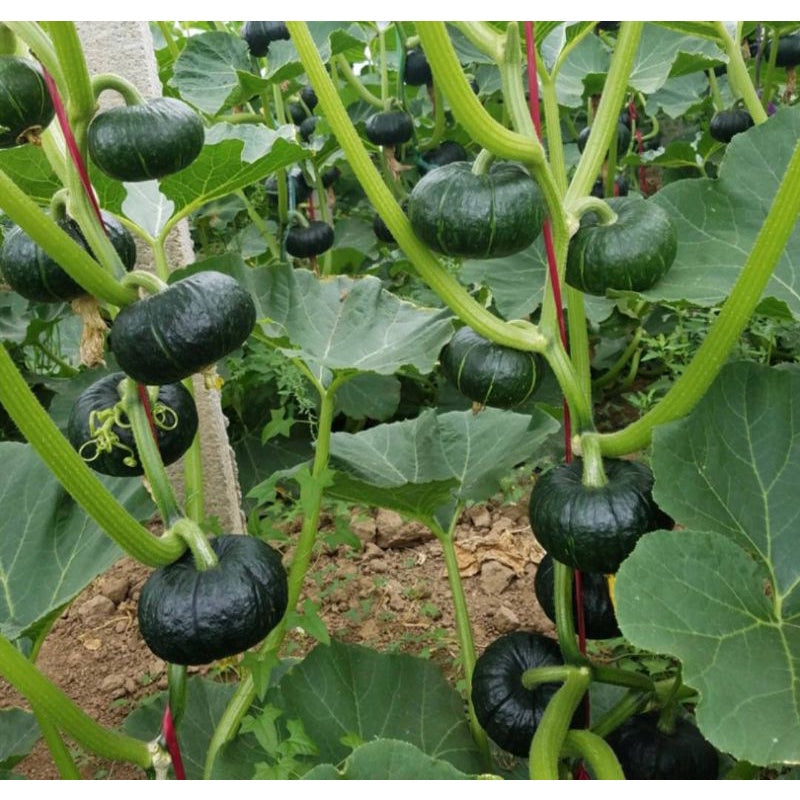 35 Kabocha Japanese Pumpkin Vegetable Seeds