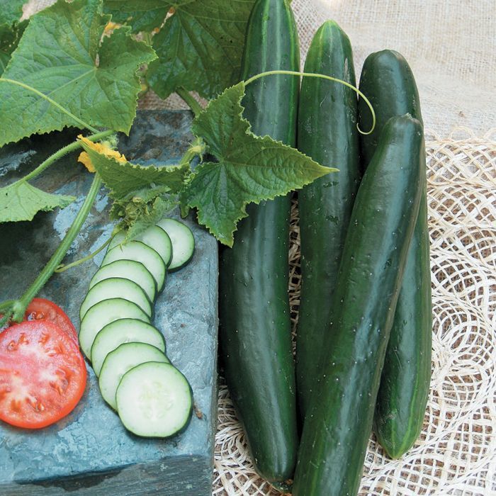 50 Summer Dance Hybrid Cucumber Vegetable Non-gmo Heirloom Seeds